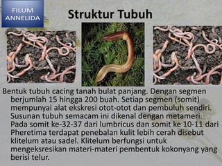 Struktur Tubuh
Bentuk tubuh cacing tanah bulat panjang. Dengan segmen
berjumlah 15 hingga 200 buah. Setiap segmen (somit)
mempunyai alat ekskresi otot-otot dan pembuluh sendiri.
Susunan tubuh semacam ini dikenal dengan metameri.
Pada somit ke-32-37 dari lumbricus dan somit ke 10-11 dari
Pheretima terdapat penebalan kulit lebih cerah disebut
klitelum atau sadel. Klitelum berfungsi untuk
mengeksresikan materi-materi pembentuk kokonyang yang
berisi telur.
 