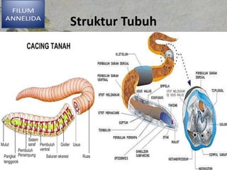 Struktur Tubuh
 