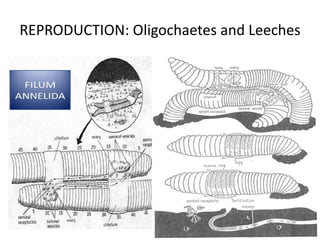 REPRODUCTION: Oligochaetes and Leeches
 