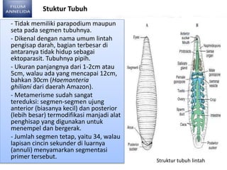 Stuktur Tubuh
- Tidak memiliki parapodium maupun
seta pada segmen tubuhnya.
- Dikenal dengan nama umum lintah
pengisap darah, bagian terbesar di
antaranya tidak hidup sebagai
ektoparasit. Tubuhnya pipih.
- Ukuran panjangnya dari 1-2cm atau
5cm, walau ada yang mencapai 12cm,
bahkan 30cm (Haemanteria
ghiliani dari daerah Amazon).
- Metamerisme sudah sangat
tereduksi: segmen-segmen ujung
anterior (biasanya kecil) dan posterior
(lebih besar) termodifikasi manjadi alat
penghisap yang digunakan untuk
menempel dan bergerak.
- Jumlah segmen tetap, yaitu 34, walau
lapisan cincin sekunder di luarnya
(annuli) menyamarkan segmentasi
primer tersebut.
Struktur tubuh lintah
 