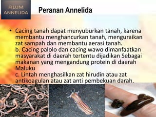 Peranan Annelida
• Cacing tanah dapat menyuburkan tanah, karena
membantu menghancurkan tanah, menguraikan
zat sampah dan membantu aerasi tanah.
b. Cacing palolo dan cacing wawo dimanfaatkan
masyarakat di daerah tertentu dijadikan Sebagai
makanan yang mengandung protein di daerah
Maluku
c. Lintah menghasilkan zat hirudin atau zat
antikoagulan atau zat anti pembekuan darah.
 