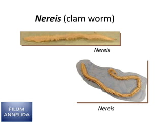 Nereis (clam worm)
Nereis
Nereis
 