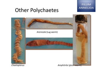 Other Polychaetes
Chaetopterus
Arenicola (Lug worm)
Amphitrite (plum worm)
 