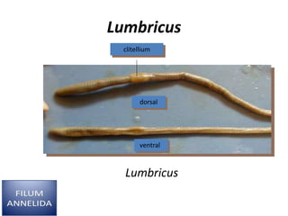 Lumbricus
Lumbricus
dorsal
ventral
clitellium
 