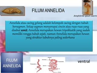 FILUM ANNELIDA
Annelida atau cacing gelang adalah kelompok cacing dengan tubuh
bersegmen. Setiap segmen menyerupai cincin atau ruas-ruas yang
disebut somit. Annelida merupakan hewan tripoblastik yang sudah
memiliki rongga tubuh sejati. namun Annelida merupakan hewan
yang struktur tubuhnya paling sederhana..
ventral
Amphitrite (plum worm)
 