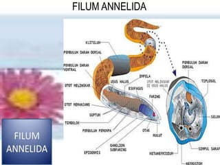 FILUM ANNELIDA
 