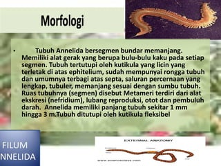 • Tubuh Annelida bersegmen bundar memanjang.
Memiliki alat gerak yang berupa bulu-bulu kaku pada setiap
segmen. Tubuh tertutupi oleh kutikula yang licin yang
terletak di atas ephitelium, sudah mempunyai rongga tubuh
dan umumnya terbagi atas septa, saluran percernaan yang
lengkap, tubuler, memanjang sesuai dengan sumbu tubuh.
Ruas tubuhnya (segmen) disebut Metameri terdiri dari alat
ekskresi (nefridium), lubang reproduksi, otot dan pembuluh
darah. Annelida memiliki panjang tubuh sekitar 1 mm
hingga 3 m.Tubuh ditutupi oleh kutikula fleksibel
 