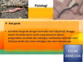 Fisiologi
 Alat gerak
• Annelida bergerak dengan kontraksi otot tubuhnya. Rongga
tubuh Annelida berisi cairan yang berperan dalam
pergerakkan annelida dan sekaligus melibatkan kontraksi otot.
Ototnya terdiri dari otot melingkar dan otot memanjang .
 