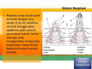 • Respirasi yang terjadi pada
Annelida dengan cara
aerob, O2 & CO2 berdifusi
via kulit menggunakan
epidermis pada seluruh
permukaan tubuh, namun
ada juga yang
menggunakan insang pada
polychaeta. Hanya terjadi
ketika kulit dalam kondisi
lembab.
Sistem Respirasi
 