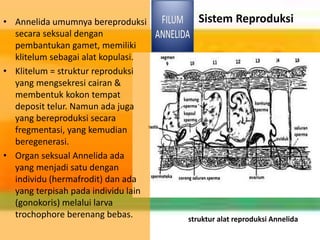 • Annelida umumnya bereproduksi
secara seksual dengan
pembantukan gamet, memiliki
klitelum sebagai alat kopulasi.
• Klitelum = struktur reproduksi
yang mengsekresi cairan &
membentuk kokon tempat
deposit telur. Namun ada juga
yang bereproduksi secara
fregmentasi, yang kemudian
beregenerasi.
• Organ seksual Annelida ada
yang menjadi satu dengan
individu (hermafrodit) dan ada
yang terpisah pada individu lain
(gonokoris) melalui larva
trochophore berenang bebas.
Sistem Reproduksi
struktur alat reproduksi Annelida
 