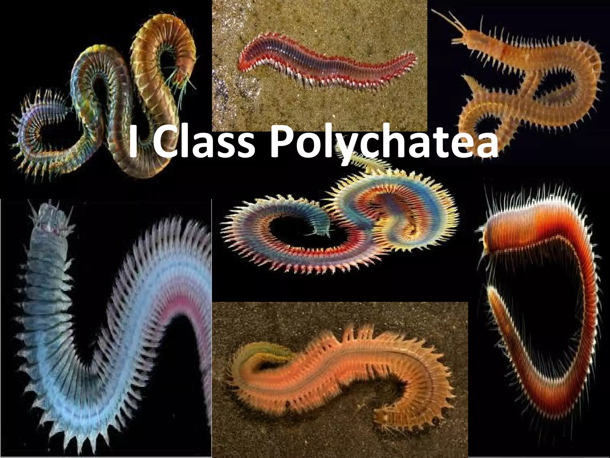 Phylum annelides.pptx