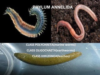 PHYLUM ANNELIDA
CLASS POLYCHAETA(marine worms)
CLASS OLIGOCHAETA(earthworms)
CLASS HIRUDINEA(leeches)
1
 