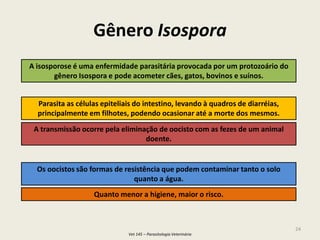 Phylum apicomplexa | PDF
