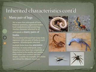 14 
5. Many pair of legs 
• We've seen that arthropods all have 
bilateral symmetry, segmented bodies, 
hard exoskeletons and jointed legs. 
Another character inherited by all 
arthropods is many pairs of 
limbs. 
• The ancestral arthropod had many body 
segments with one pair of limbs on each 
segment. All arthropods inherited 
multiple limbs from that ancestor. 
However, in many arthropods, some 
limbs have even been lost completely as 
they evolved to be smaller and smaller, 
while others have evolved into new 
shapes. Crayfish, for example, have limbs 
specialized for different functions. 
 