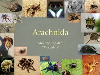 Arakhnē- “spider” 
“the spiders” 
18 
 