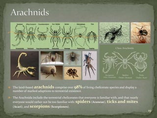 19 
 The land-based arachnids comprise over 98%of living chelicerate species and display a 
number of marked adaptions to terrestrial existence. 
 The Arachnida include the terrestrial chelicerates that everyone is familiar with, and that nearly 
everyone would rather not be too familiar with: spiders (Araneae), ticks and mites 
(Acari), and scorpions (Scorpiones). 
 