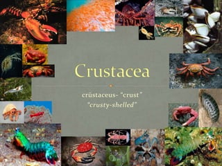 20 
crūstaceus- “crust” 
“crusty-shelled” 
 