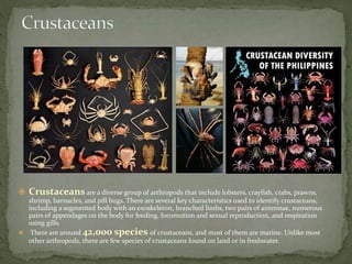  Crustaceans are a diverse group of arthropods that include lobsters, crayfish, crabs, prawns, 
shrimp, barnacles, and pill bugs. There are several key characteristics used to identify crustaceans, 
including a segmented body with an exoskeleton, branched limbs, two pairs of antennae, numerous 
pairs of appendages on the body for feeding, locomotion and sexual reproduction, and respiration 
using gills. 
 There are around 42,000 species of crustaceans, and most of them are marine. Unlike most 
other arthropods, there are few species of crustaceans found on land or in freshwater. 
 