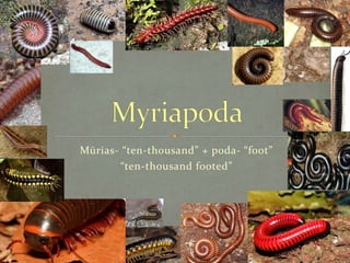 Mūrias- “ten-thousand” + poda- “foot” 
“ten-thousand footed” 
 