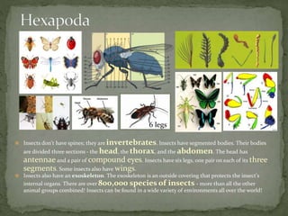 6 6 legs 
 Insects don't have spines; they are invertebrates. Insects have segmented bodies. Their bodies 
are divided three sections - the head, the thorax, and the abdomen. The head has 
antennae and a pair of compound eyes. Insects have six legs, one pair on each of its three 
segments. Some insects also have wings. 
 Insects also have an exoskeleton. The exoskeleton is an outside covering that protects the insect's 
internal organs. There are over 800,000 species of insects - more than all the other 
animal groups combined! Insects can be found in a wide variety of environments all over the world! 
 