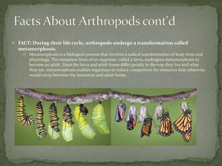  FACT: During their life cycle, arthropods undergo a transformation called 
metamorphosis. 
 Metamorphosis is a biological process that involves a radical transformation of body form and 
physiology. The immature form of an organism, called a larva, undergoes metamorphosis to 
become an adult. Since the larva and adult forms differ greatly in the way they live and what 
they eat, metamorphosis enables organisms to reduce competition for resources that otherwise 
would occur between the immature and adult forms. 
 