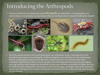  Chances are that you are interacting with arthropods on a daily basis — in your garden, in a 
nearby stream, in your home, on your dinner table, and perhaps even on your pet! Arthropods abound! 
 All of the animals pictured here (and many more!) are arthropods. In fact, more than 83% of all 
described animal species are arthropods. In this investigation, you will delve into the evolutionary 
history of arthropods to find out how they have evolved over time. You will learn what traits 
arthropods inherited from their common ancestor, how arthropods got their start over 500 million 
years ago, and how their lineage has diversified in some ways and been constrained in others. But first, 
let’s find out what arthropods are up to today. In the next few pages, you’ll get a taste of the enormous 
variety that arthropods have evolved. Arthropods are found all over the world and make their livings in 
all sorts of ways. 
 