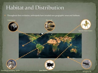  Throughout their evolution, arthropods have invaded new geographic areas and habitats. 
Wingless fly 
Gammarus 
Himalayan Jumping Spider 
Yeti Crab 
June Beetle 
Specter Stick Insect 
 
