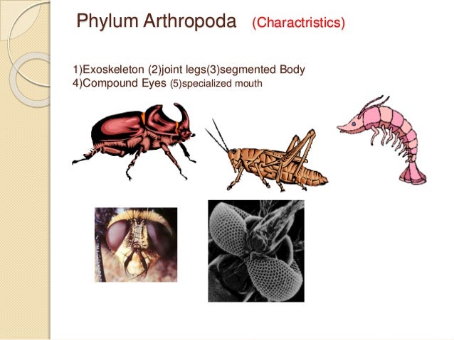 Phylum Arthropoda M.Ishaq ICP