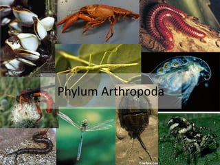 1
Phylum Arthropoda
 