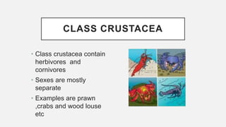 Phylum Arthropoda | PPTX