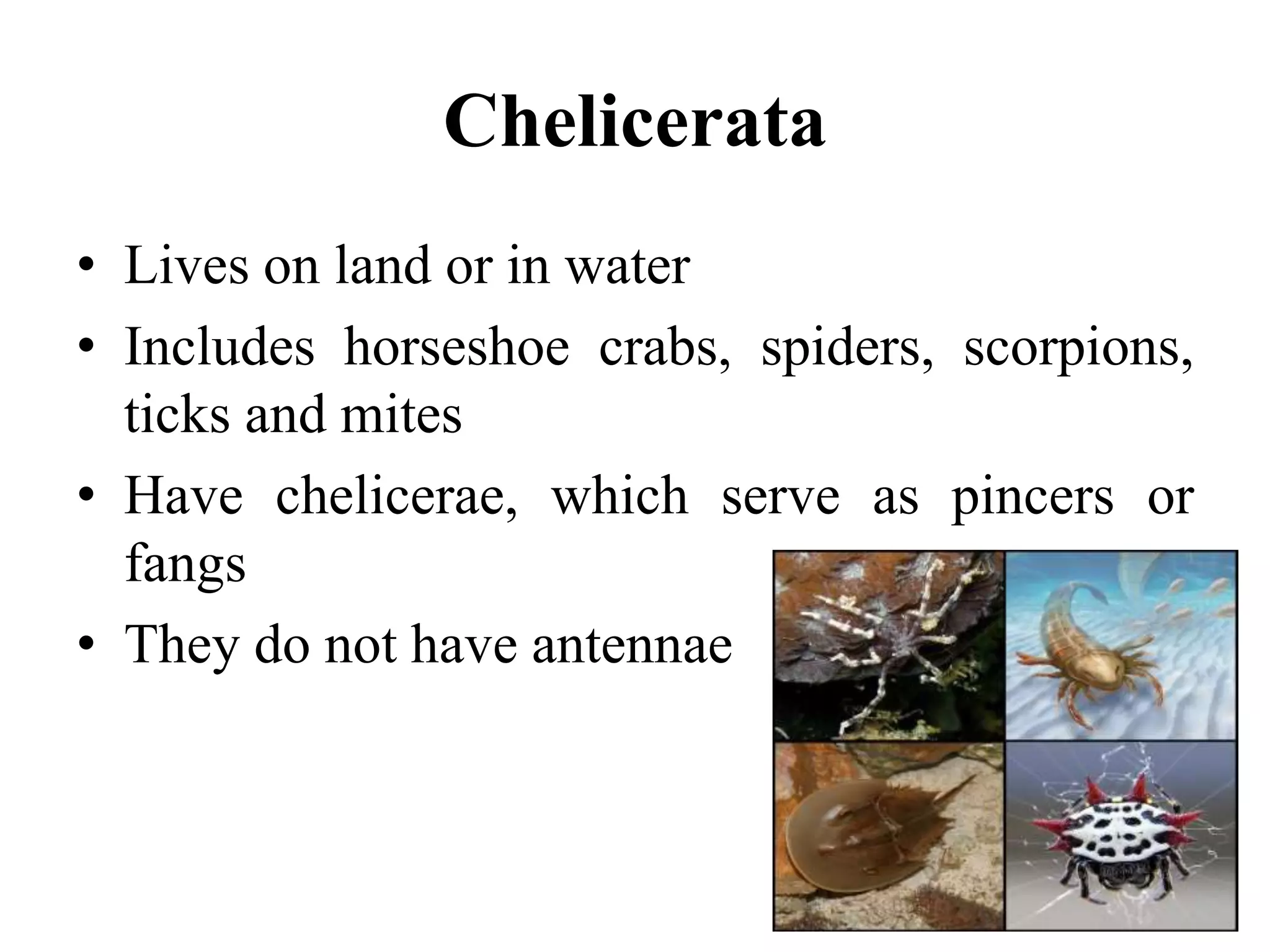 Phylum Arthropoda.pptx