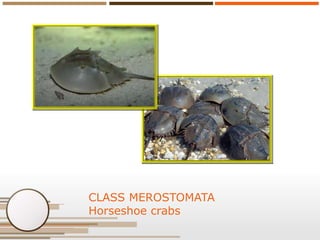 CLASS MEROSTOMATA
Horseshoe crabs

 