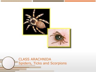 CLASS ARACHNIDA
Spiders, Ticks and Scorpions

 
