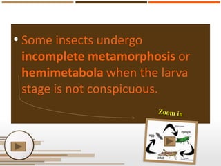 • Some insects undergo
incomplete metamorphosis or
hemimetabola when the larva
stage is not conspicuous.

 