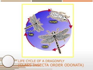 LIFE CYCLE OF A DRAGONFLY

(CLASS INSECTA ORDER ODONATA)

 