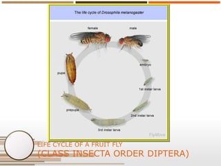 LIFE CYCLE OF A FRUIT FLY

(CLASS INSECTA ORDER DIPTERA)

 