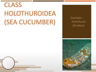 CLASS
CRINOIDEA

E.g. Featherstar

 