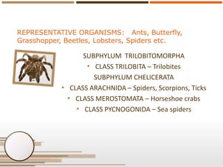 REPRESENTATIVE ORGANISMS: Ants, Butterfly,
Grasshopper, Beetles, Lobsters, Spiders etc.

SUBPHYLUM TRILOBITOMORPHA
• CLASS...