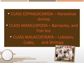 • CLASS CEPHALOCARIDA – Horseshoe
shrimp
• CLASS MAXILLOPODA – Barnacles, and
Fish lice
• CLASS MALACOSTRATA – Lobsters,
C...