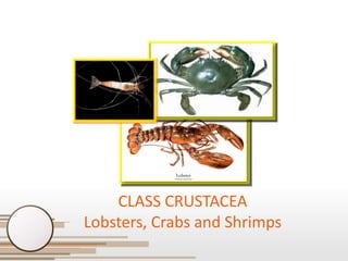 CLASS CRUSTACEA
Lobsters, Crabs and Shrimps

 