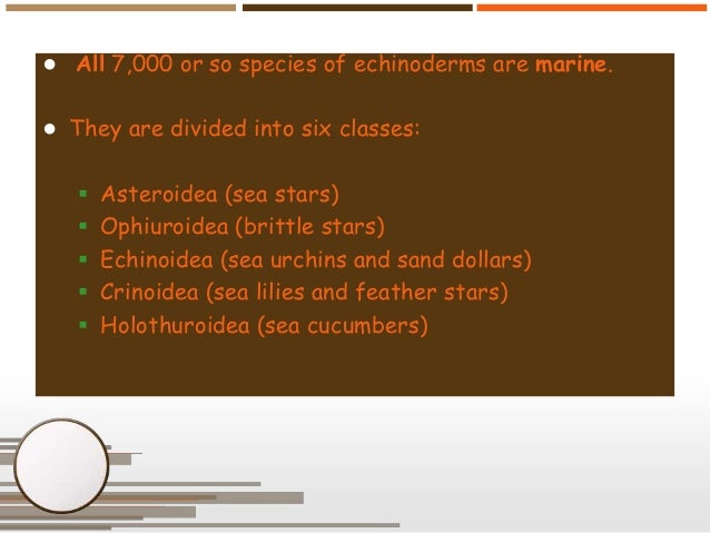 Phylum arthropoda visual bee