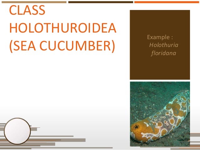 Phylum arthropoda visual bee