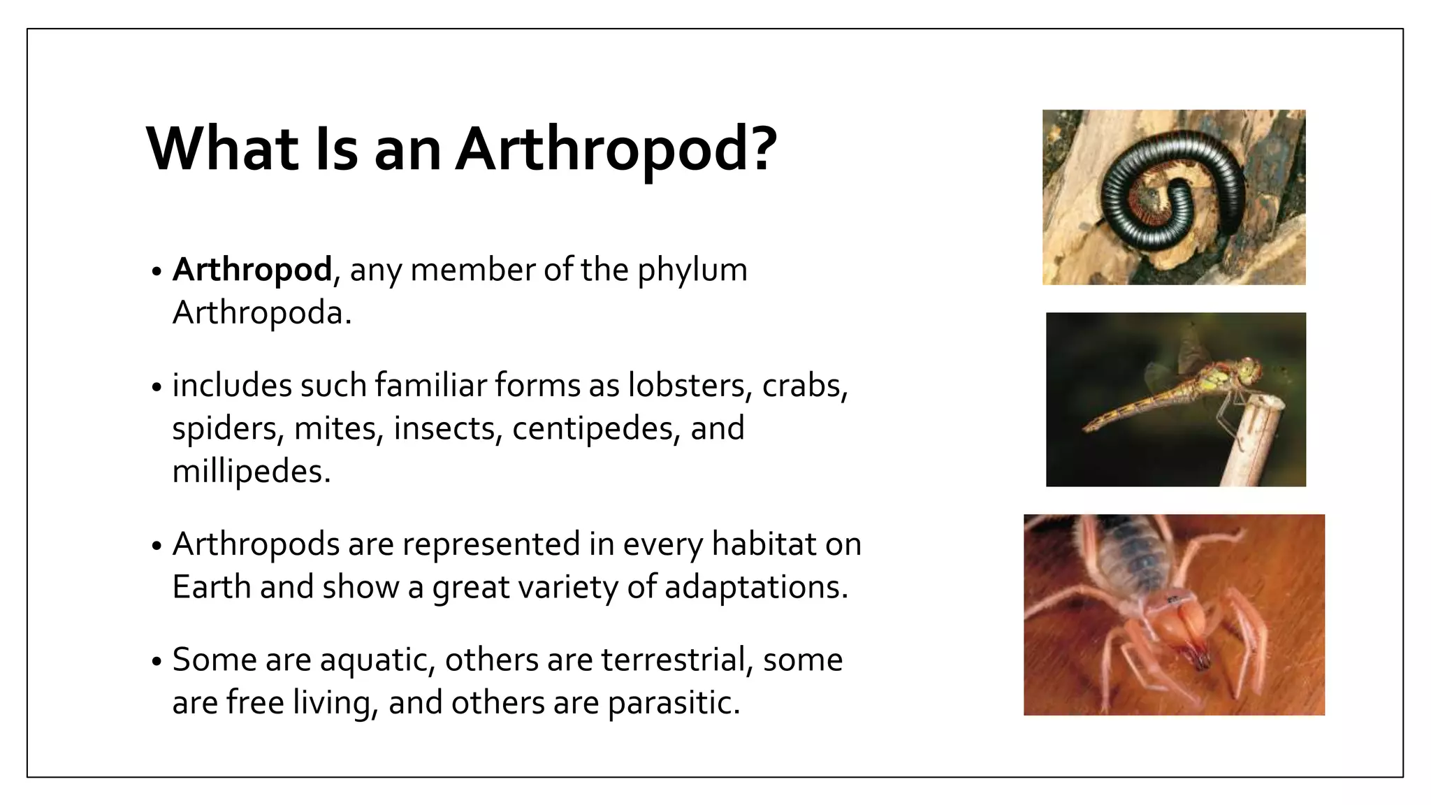 Phylum Arthropoda Examples In Hindi