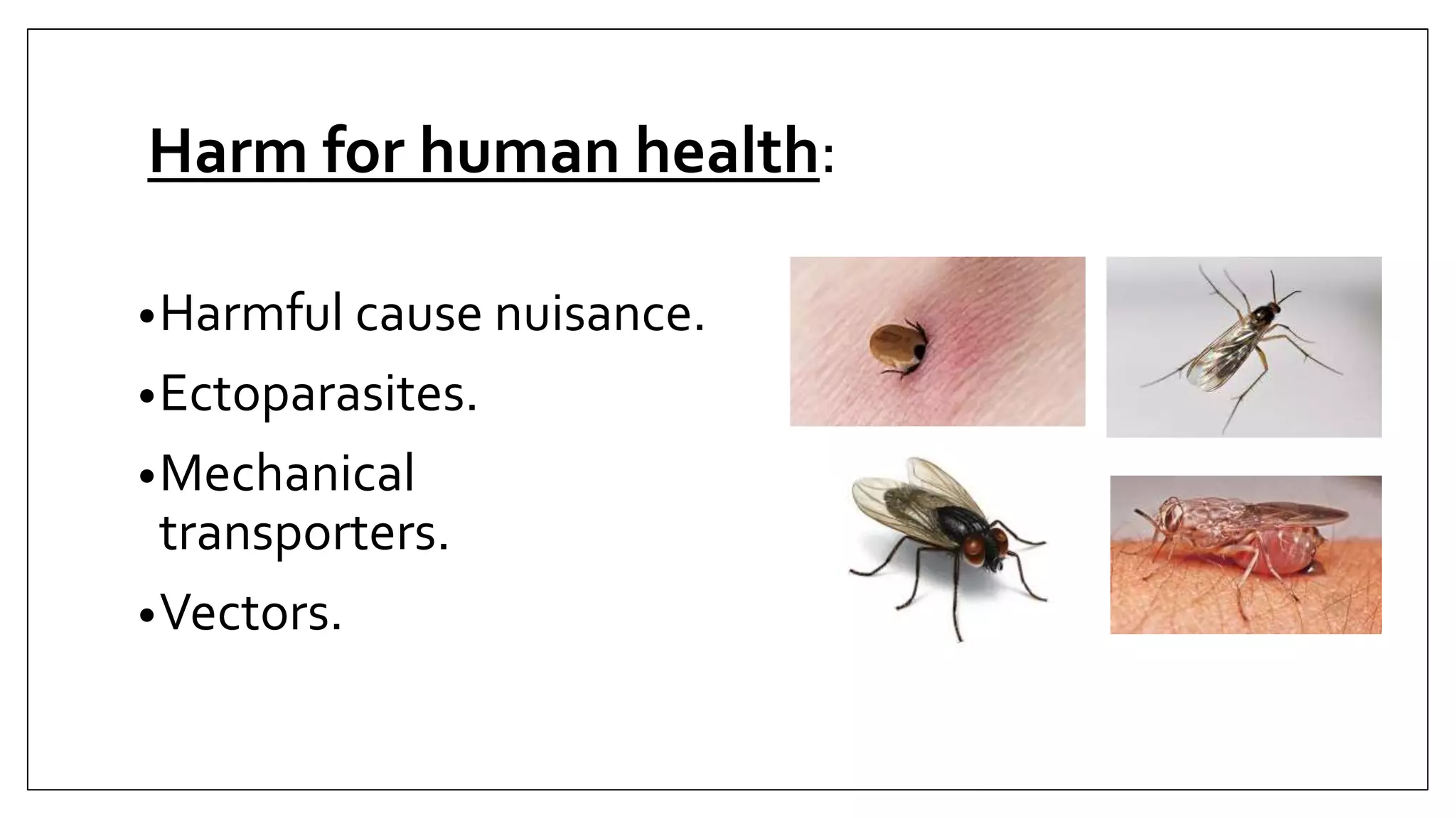 Phylum Arthropoda Arthropod Characteristics Pptx