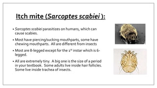 Phylum arthropoda(arthropod characteristics) | PPTX