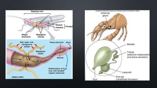 Phylum arthropoda characteristics | PPTX
