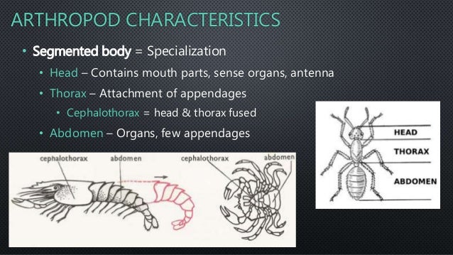 Phylum Arthropoda Characteristics Chart