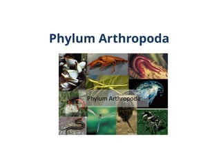 Phylum Arthropoda & Echinodermata 0.2.pptx