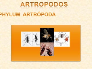 ARTROPODOS PHYLUM  ARTRÓPODA 