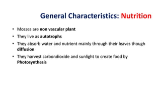 General Characteristics: Nutrition
• Mosses are non vascular plant
• They live as autotrophs
• They absorb water and nutri...